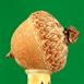 Bronze/Aluminum Water Oak Acorn Cast - Full Acorn Macro Picture.